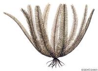 Image of: Tropiometra carinata (black and white sea lily)