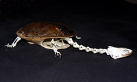 Chelodina siebenrocki