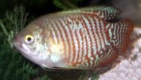 Dwarf gourami (Colisa lalia)