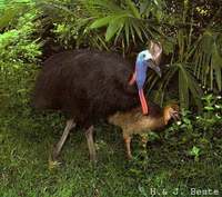 Southern Cassowary - Casuarius casuarius