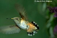 Rufous Hummingbird - Selasphorus rufus