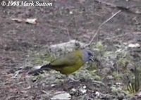 Collared Grosbeak - Mycerobas affinis