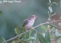 Rufous-fronted Prinia - Prinia buchanani