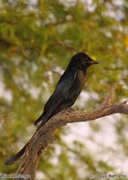 Black Drongo - Dicrurus macrocercus