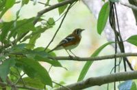 Orange-sided Thrush - Zoothera peronii