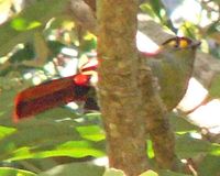 Bugun Liocichla - Liocichla bugunorum