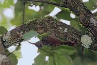 Black-striped Woodcreeper (Xiphorhynchus lachrymosus) photo