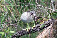 Masked Finfoot - Heliopais personata