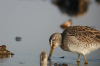 Long-billed Dowitcher - Limnodromus scolopaceus