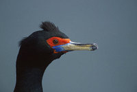 Red-faced Cormorant (Phalacrocorax urile) photo