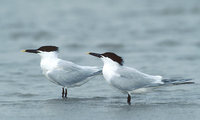 Sandwich Tern (Sterna sandvicensis) photo