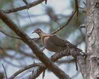 Zenaida Dove (Zenaida aurita) photo