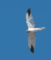 Pallid Harrier (Circus macrourus) photo