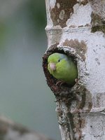 Pacific Parrotlet - Forpus coelestis