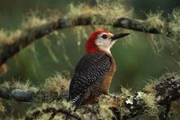 Jamaican Woodpecker - Melanerpes radiolatus