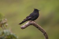 Crested Black-Tyrant - Knipolegus lophotes