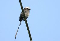 Long-tailed Tyrant - Colonia colonus