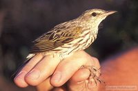 Striped Pipit - Anthus lineiventris