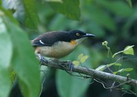 Black-capped Donacobius - Donacobius atricapilla