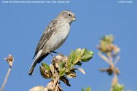 Ash-breasted Sierra-Finch - Phrygilus plebejus