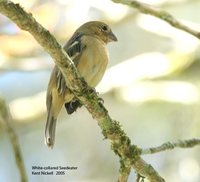 White-collared Seedeater - Sporophila torqueola