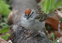 Chipping Sparrow - Spizella passerina