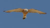 Lesser Kestrel