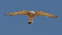 Lesser Kestrel