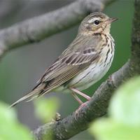 Olive-backed Pipit