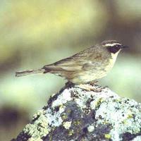 Brown Accentor