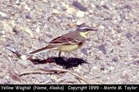 Yellow Wagtail  (Nome, Alaska)