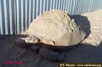 African Spurred Tortoise, Geochelone sulcata