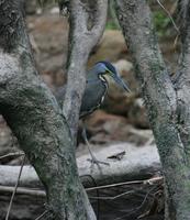 Bare-throated Tiger-Heron