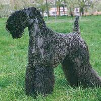 Kerry Blue Terrier (Irish Blue Terrier)