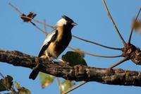 Coal-crested  finch