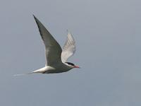 Arctic Tern