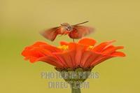 Hummingbird moth stock photo