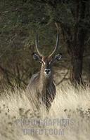 Common waterbuck , Kobus ellipsiprymnus ellipsiprymnus , Meru National Park , Kenya stock photo