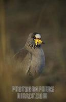 ...African wattled lapwing , Vanellus senegallus , Mlilwane wildlife sanctuary , Swaziland stock ph