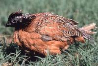 Bobwhite Colinus virginianus