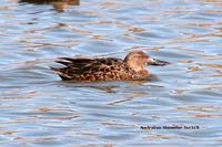 Australasian Shoveler