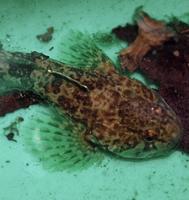 Bullhead
