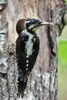 Three-toed Woodpecker