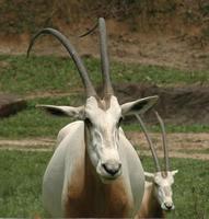 Scimitar-horned Oryx