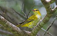 Black-naped-Oriole