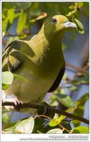 White-Bellied Green Pigeon 紅翅綠鳩 IMG 2949.jpg