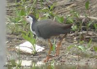 White-Brested Waterhen Amaurornis phoenicurus 흰배뜸부기