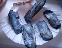 Velella (Photograph by Helen Lee)
