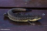 Brown skink with white spots