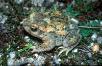 : Alytes cisternasii; Iberian Midwife Toad